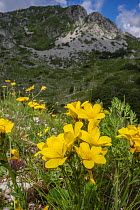 Yellow flax (Linum capitatum ssp serrulatum) Terminillo, Lazio, July.