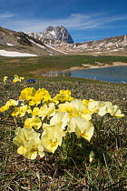 Eugenia's pansy (Viola eugeniae) an Apennine endemic photographed on the Campo Imperatore, Italy. April.