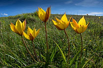 Yellow tulip (Tulipa australis) above Piano Grande, Sibillini, Appennines, Umbria, Italy, May.