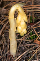 Yellow bird's nest / Dutchman's pipe (Monotropa hypopitys) flower growing in pine needles. This species is parasitic on fungi. Forca D'Ancarano, Norcia, Umbria, Italy. June.