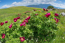 Wild peonies  (Paeonia officinalis) growing on the lower slopes of Mt Vettore, Umbria, Italy, June.
