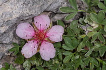 Pink cinquefoil (Potentilla nitida)  flower, Passo di Valparola, near Cortina, Dolomites, Veneto, Italy. July.