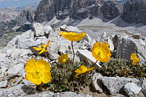 Rhaetian poppy (Papaver rhaeticum) flowers, near, Refugio Lagazuoi, Passo di Falzarego, near Cortina, Dolomites, Veneto, Italy. July.