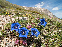 Apennine trumpet gentian (Gentiana dinarica) photographed on the slopes of Mount Vettore, Umbria, Italy, May.
