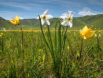 Pheasant's eye / Poet's Narcissus (Narcissus poeticus) flowers,  Piano Grande. Castellucio di Norcia, Umbria, Italy, May.