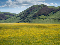 Buttercups (Ranunculus) with Pheasant's eye (Narcissus poeticus) also known as Poet's narcissus this fragrant species occurs in drifts of thousands on the Piano Grande. Castellucio di Norcia, Umbria,...