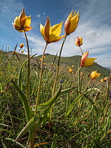 Yellow tulip (Tulipa australis) flowers above the Piano Grande, Sibillini, Appennines, Umbria, Italy, May.
