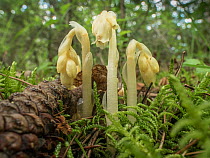 Yellow bird's nest (Monotropa hypopitys) growing in pine needles. This plant is parasitic upon fungi. Forca D'Ancarano, Norcia, Umbria, Italy, June.