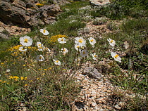 Apennine Rockrose (Helianthemum appeninum)   Sibillini, Roadside near Norcia, Umbria, Italy. June.