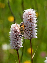 Bistort (Persicaria  bistortum) flower with hoverfly, Piano Grande, Sibillini, Umbria. June.