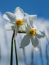 Pheasant's eye or Poet's daffodil (Narcissus poeticus) Piano Grande. Castellucio di Norcia, Umbria, Italy. June.