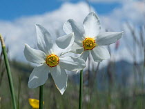 Pheasant's eye or Poet's daffodil, (Narcissus poeticus) Piano Grande. Castellucio di Norcia, Umbria, Italy. June.