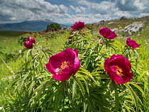Peony (Paeonia officinalis) Mt Vettore, Umbria, Italy, June.