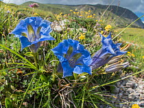 Apennine trumpet gentian (Gentiana dinarica) on the slopes of Mount Vettore, Umbria, Italy, May.