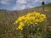 Woad (Isatis tinctoria)  flowers, Campo Imperatore, Abruzzo, Italy June.