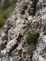 Thick-leaved saxifrage (Saxifraga callosa) Campo Imperatore, Abruzzo, Italy June 2016