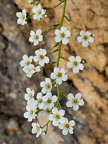 Thick-leaved saxifrage (Saxifraga callosa) Campo Imperatore, Abruzzo, Italy June 2016