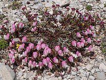 Mount Cenis Restharrow (Ononis cristata ssp apennina) Campo Imperatore, Abruzzo, Italy, June.