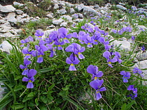 Eugenia's pansy (Viola eugeniae) Mount Terminillo, Lazio, Italy, July.