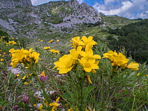 Yellow flax (Linum capitatum ssp serrulatum), Apennines. Terminillo, Lazio, July 2016