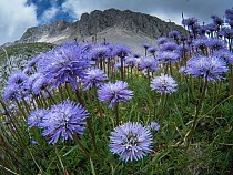 Apennine Globularia (Globularia meridionalis) Mount Terminillo, Lazio, Italy, July 2016