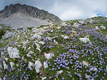 Apennine Globularia (Globularia meridionalis) Mt Terminillo, Lazio, Italy, July 2016