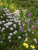 Apennine globularia (Globularia meridionalis) flowers,  Mount Terminillo, Lazio, Italy, July.