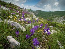 Great milkwort (Polygala major) Campo Imperatore, Abruzzo, Italy June 2016