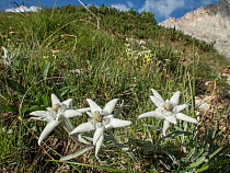 Edelweiss (Leontopodium alpinum) flowers, Passo di Valparola, near Cortina, Dolomites, Veneto, Italy. July 2016