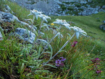 Edelweiss (Leontopodium alpinum) flower, Passo di Valparola, near Cortina, Dolomites, Veneto, Italy. July 2016
