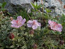 Pink cinquefoil (Potentilla nitida) Passo di Valparola, near Cortina, Dolomites, Veneto, Italy. July.