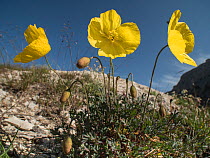 Rhaetian poppy flower (Papaver rhaeticum) Passo di Valporola, near Cortina, Dolomites, Veneto, Italy. July