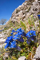 Apennine gentian (Gentiana dinarica) growing on scree slope, Gran sasso, Abruzzo, Italy. April.