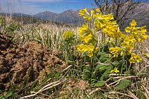 Apennine cowslip (Primula veris suaveolens2 Apennines, Grans Sasso,  Italy, April.
