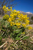 Apennine cowslip (Primula veris suaveolens) a plant of high mountain pastures in the Apennines, Grans Sasso,  Italy, April.