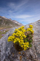 Yellow whitlow grass (Draba aizoides) at Pennard castle. Campo Imperatore (Abruzzo) Italy, April.