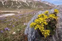 Yellow whitlow grass (Draba aizoides) at Pennard castle). Campo Imperatore (Abruzzo) Italy, April.