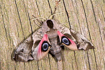 Eyed hawk moth (Smerinthus ocellata) Podere Montecucco, Orvieto, Italy