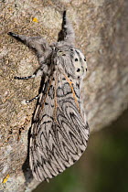 Puss moth (Cerura vinula) resting on bark at Podere Montecucco, Orvieto, Italy June.
