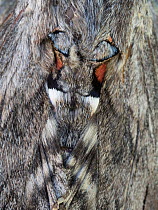 Convolvulus hawkmoth (Agrius convolvuli) close up of wings, Podere Montecucco, Orvieto, Italy, June.