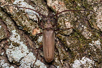 Great capricorn beetle (Cerambyx cerdo) female camouflaged on bark, Italy, July.