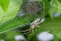 Nursery web Spider (Pisaura mirabilis) guarding cocoon and recently hatched spiderlings. Podere Montecucco, Orvieto, Umbria, Italy, June.