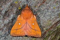 Plum lappet moth (Odonestis pruni) Podere Montecucco, Orvieto, Italy. June.