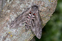 Convolvulus hawk moth (Agrius convolvuli)  Podere Montecucco, Orvieto, Italy, June.