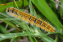 Lackey moth caterpillar (Malacosoma neustria) Castellucio di Norcia, Umbria. Italy