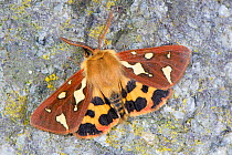 Patton's tiger moth( Hyphoraia testudinaria) male, Podere Montecucco, Orvieto, Italy