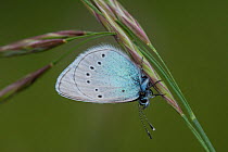 Mazarine blue butterfly (Cyaniris semiargus) Umbria, Italy. June