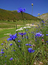 Cornflowers (Centaurea cyanus) and other weeds of cultivated land near Castellucio di Norcia, Umbria, Italy, June.