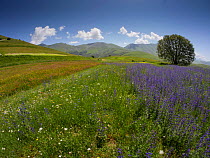 Field full of wildflowers, Castellucio di Norcia, Umbria, Italy, July.
