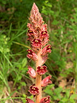 Slender broomrape (Orobanche gracilis) a plant parasitic upon legumes and characterised by shiny dark red within the flower. Precis. Umbria. Italy, June.